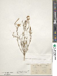 Ipomopsis longiflora subsp. longiflora image