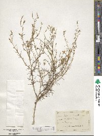 Ipomopsis longiflora image