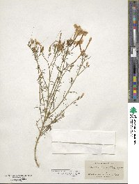 Ipomopsis longiflora image