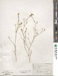 Ipomopsis longiflora image