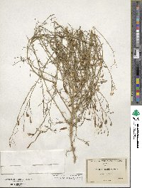 Ipomopsis longiflora subsp. longiflora image