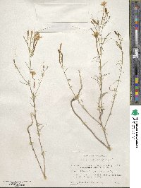 Ipomopsis longiflora image