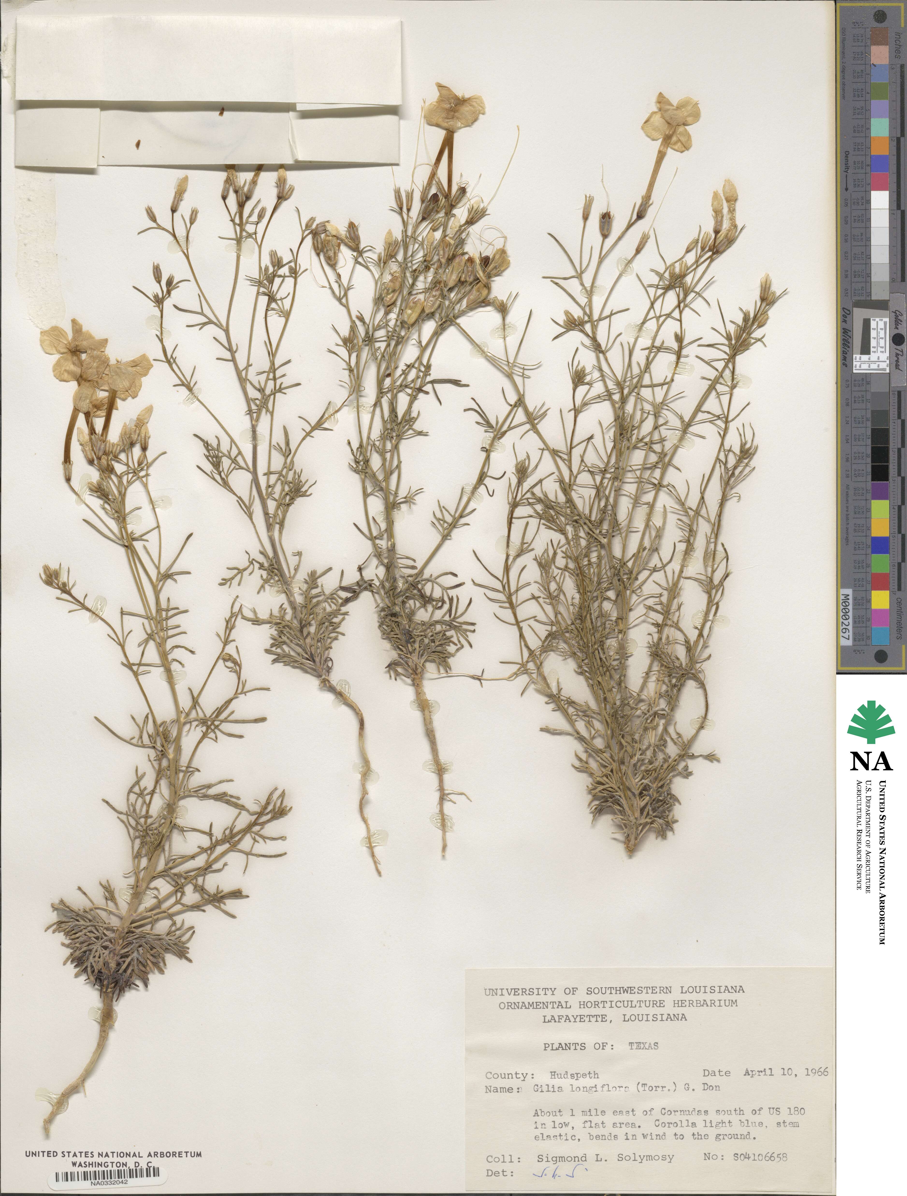 Ipomopsis longiflora image