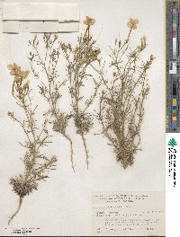 Ipomopsis longiflora image