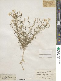 Ipomopsis longiflora image