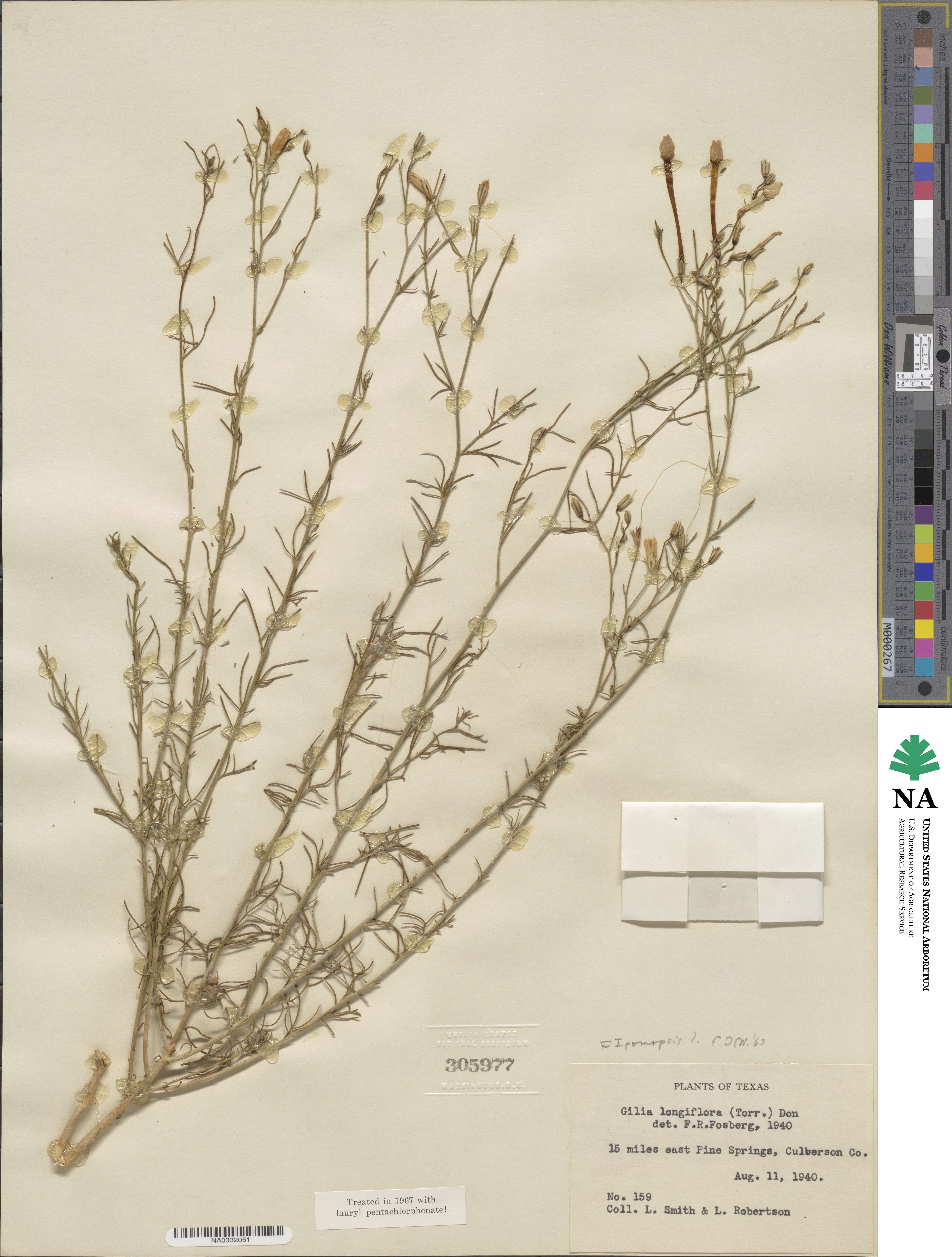 Ipomopsis longiflora subsp. longiflora image