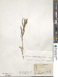 Collomia linearis image