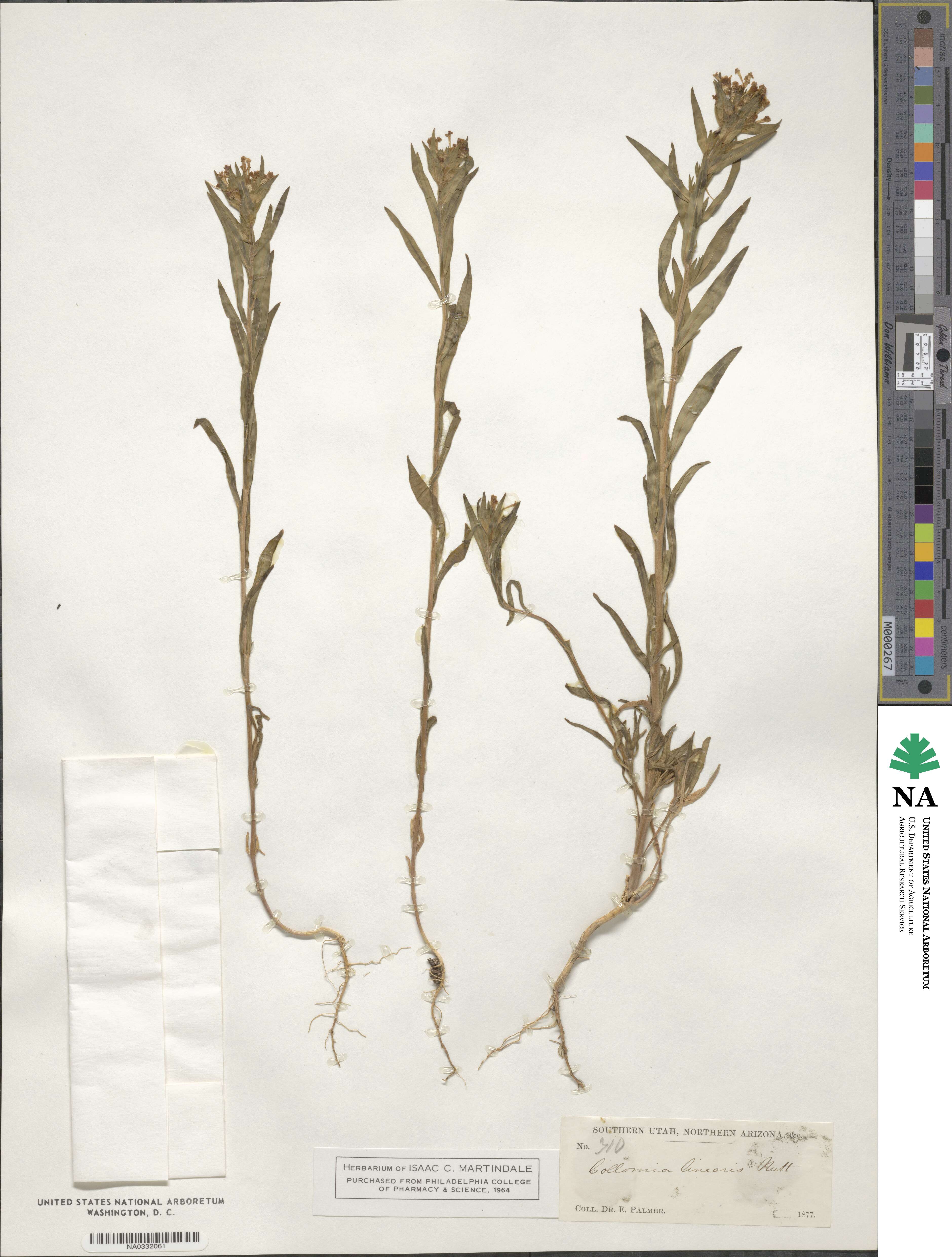 Collomia linearis image