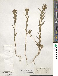 Collomia linearis image