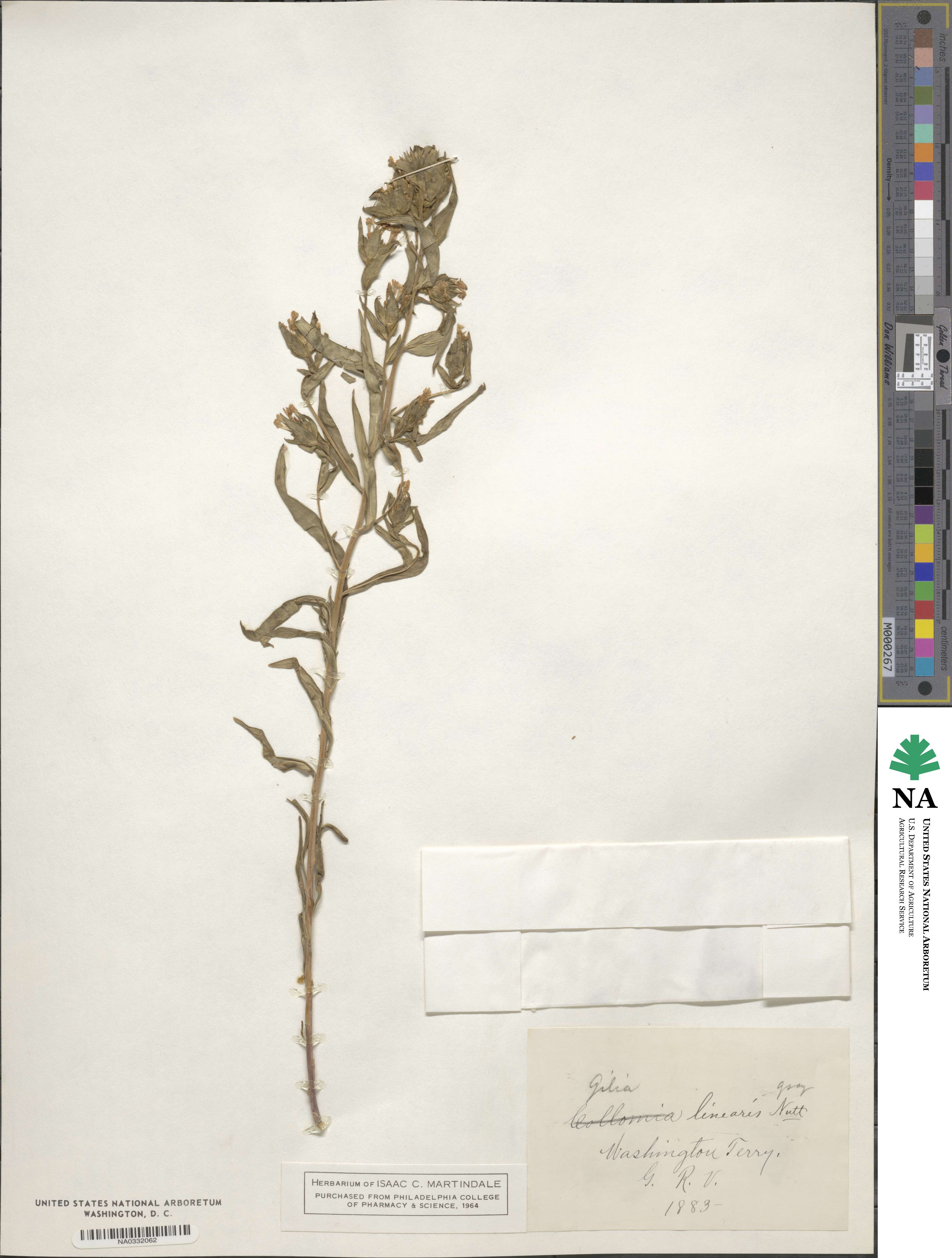 Collomia linearis image