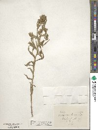 Collomia linearis image