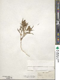 Collomia linearis image