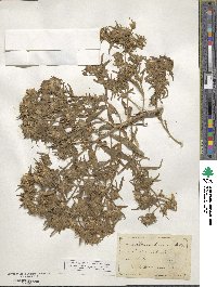 Collomia linearis image