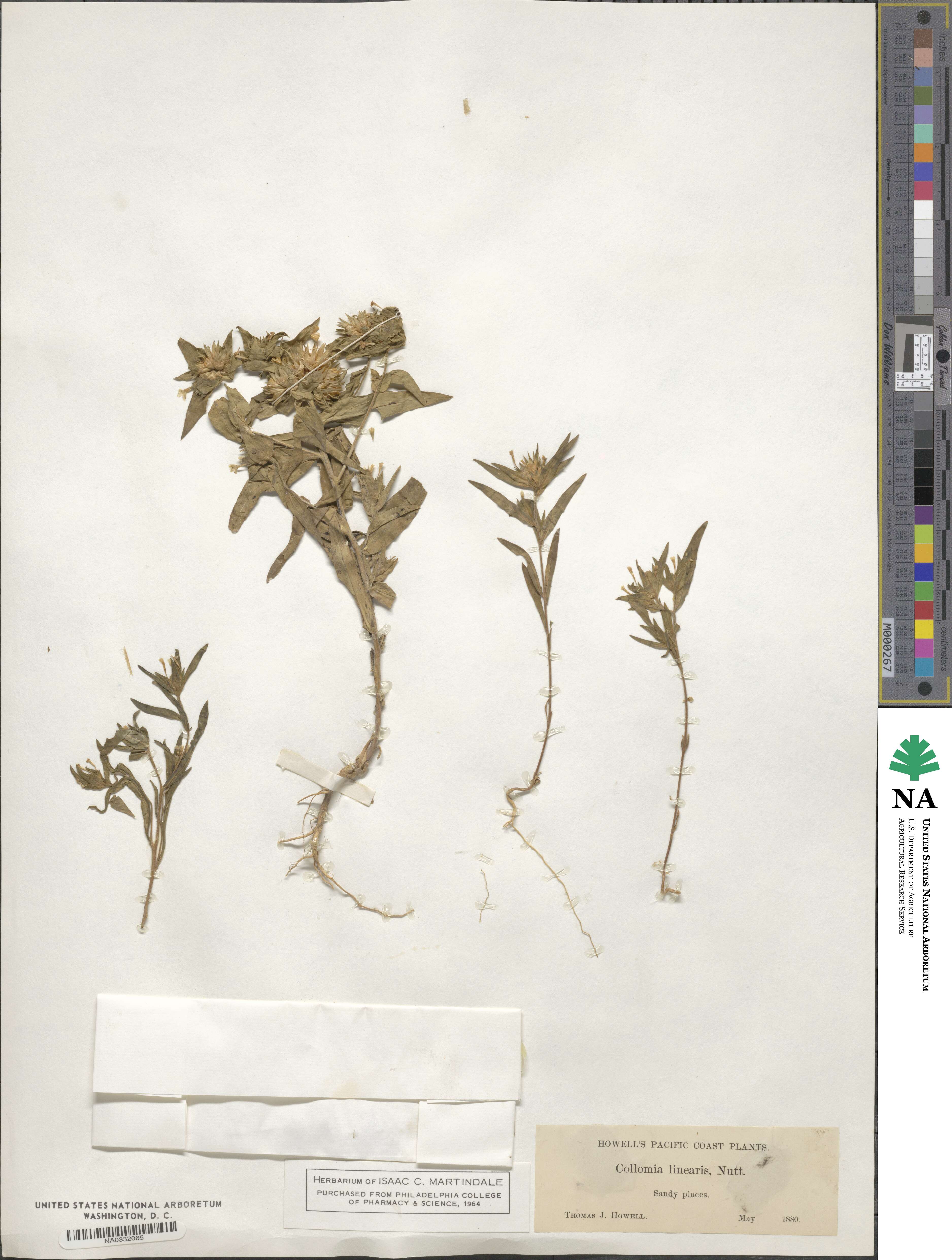 Collomia linearis image