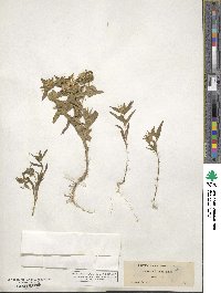 Collomia linearis image