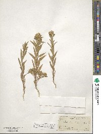 Collomia linearis image