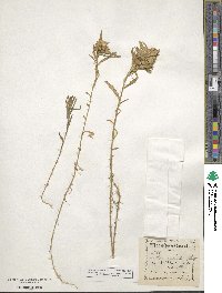 Collomia linearis image