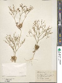 Image of Aliciella leptomeria