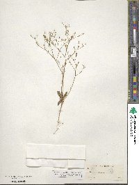 Aliciella leptomeria image