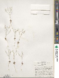 Aliciella leptomeria image