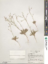 Aliciella leptomeria image