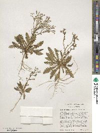 Aliciella leptomeria image