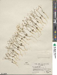 Aliciella leptomeria image