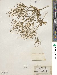 Aliciella leptomeria image