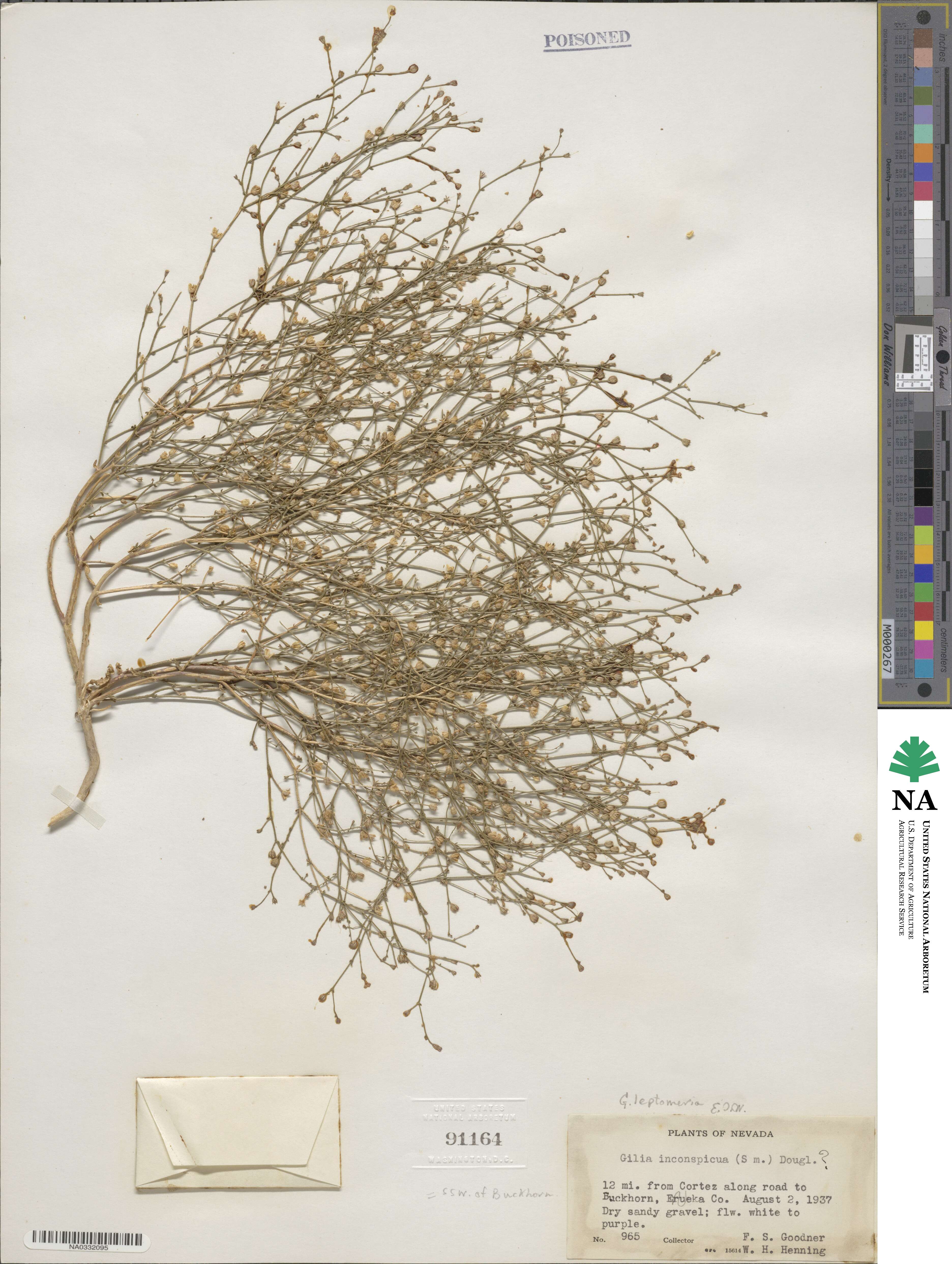 Aliciella leptomeria image