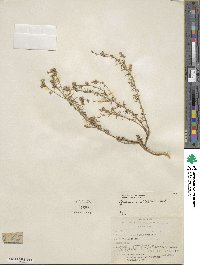 Ipomopsis multiflora subsp. multiflora image