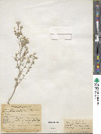 Ipomopsis multiflora subsp. multiflora image