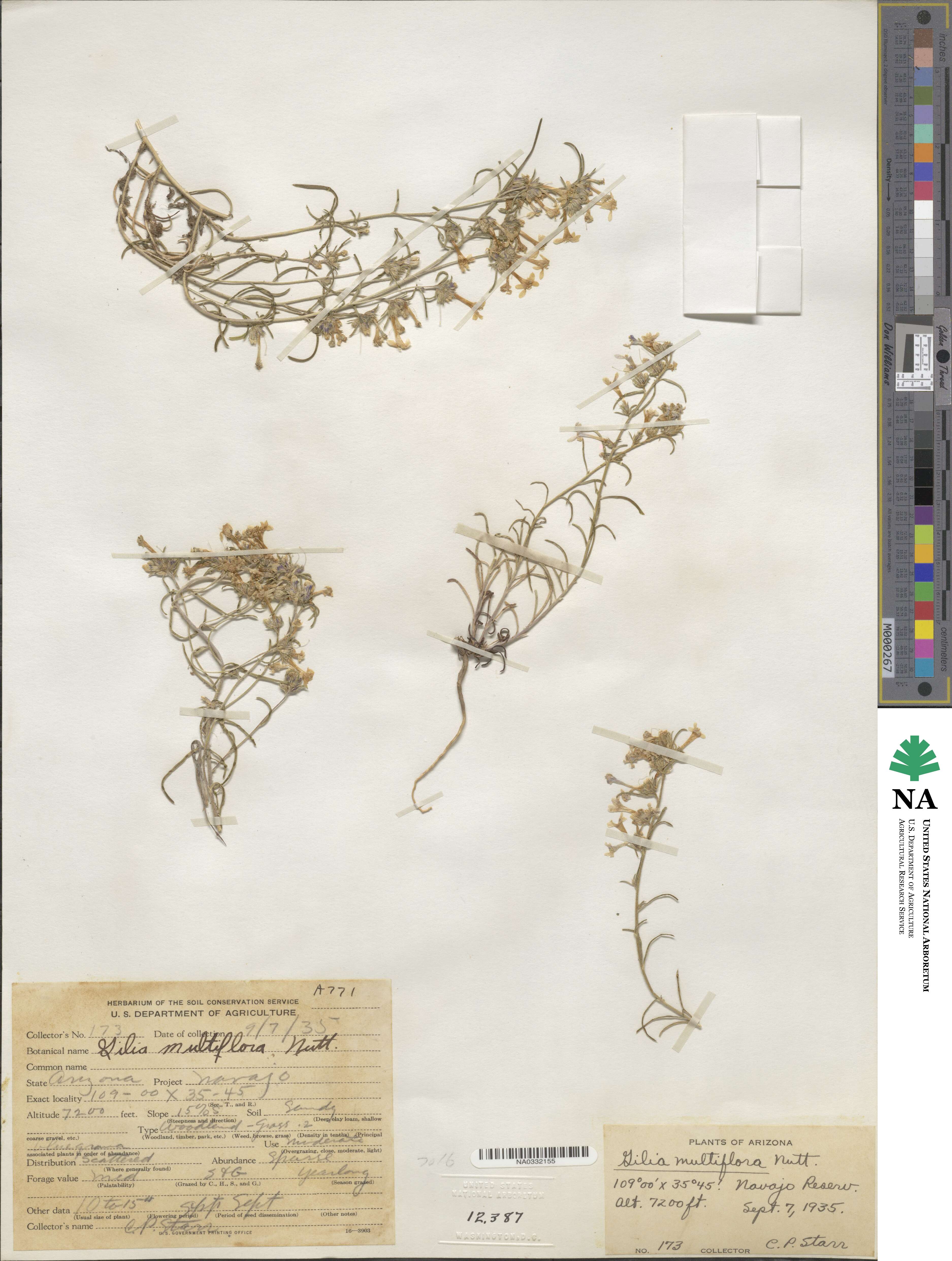 Ipomopsis multiflora subsp. multiflora image