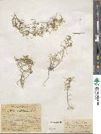 Ipomopsis multiflora image