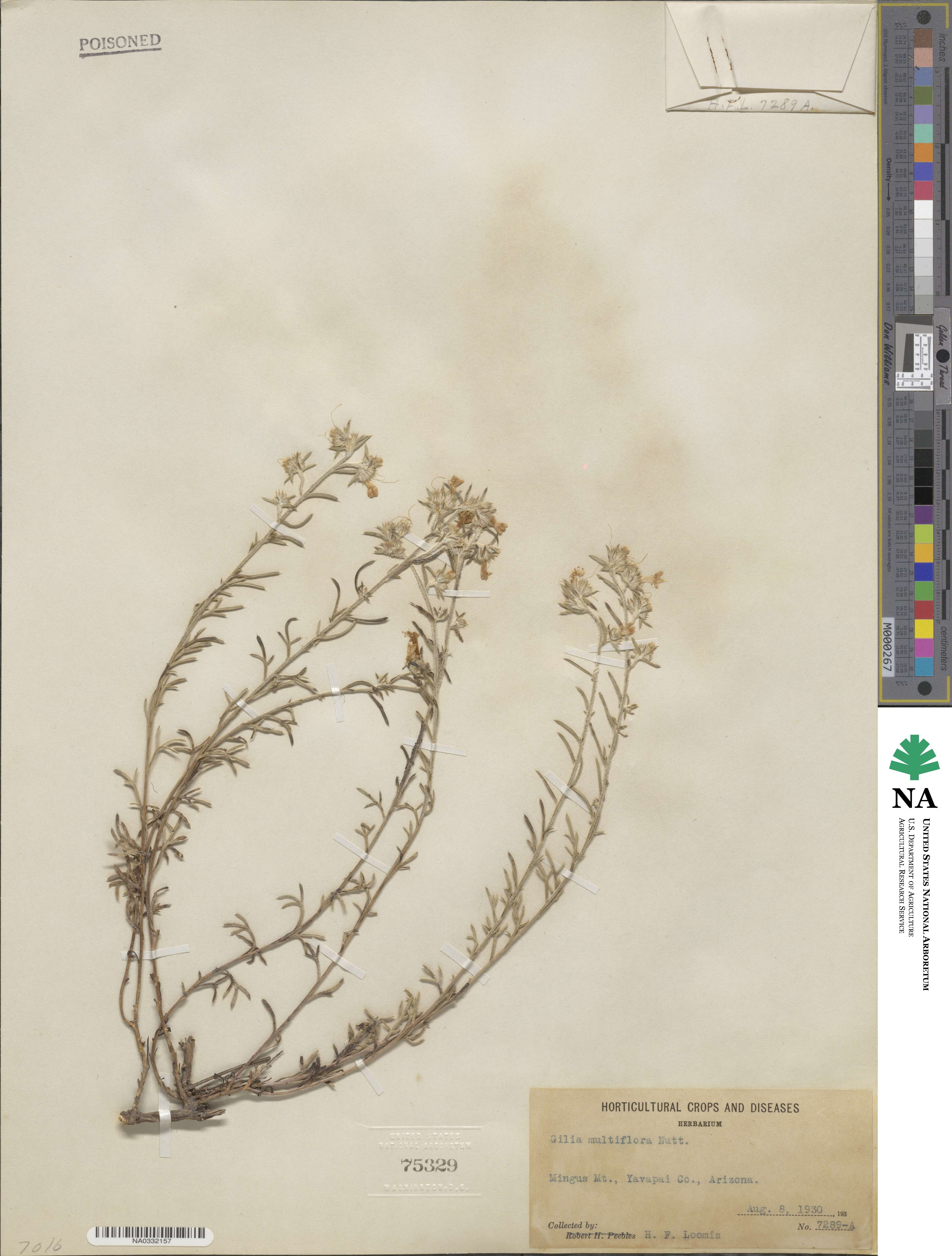 Ipomopsis multiflora subsp. multiflora image