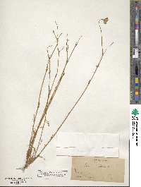 Gilia achilleifolia subsp. multicaulis image