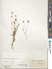 Gilia achilleifolia subsp. multicaulis image