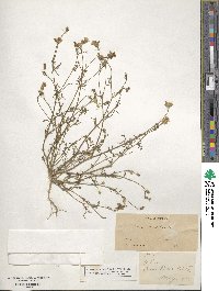 Gilia achilleifolia subsp. multicaulis image