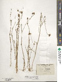 Gilia achilleifolia image