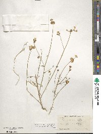 Gilia achilleifolia subsp. multicaulis image