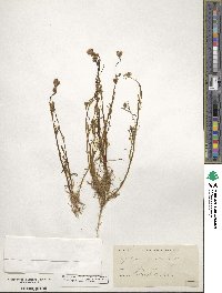 Gilia achilleifolia subsp. multicaulis image