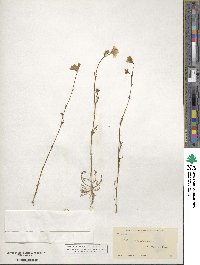 Gilia achilleifolia subsp. multicaulis image