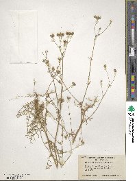 Gilia achilleifolia subsp. multicaulis image