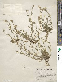 Gilia achilleifolia subsp. multicaulis image