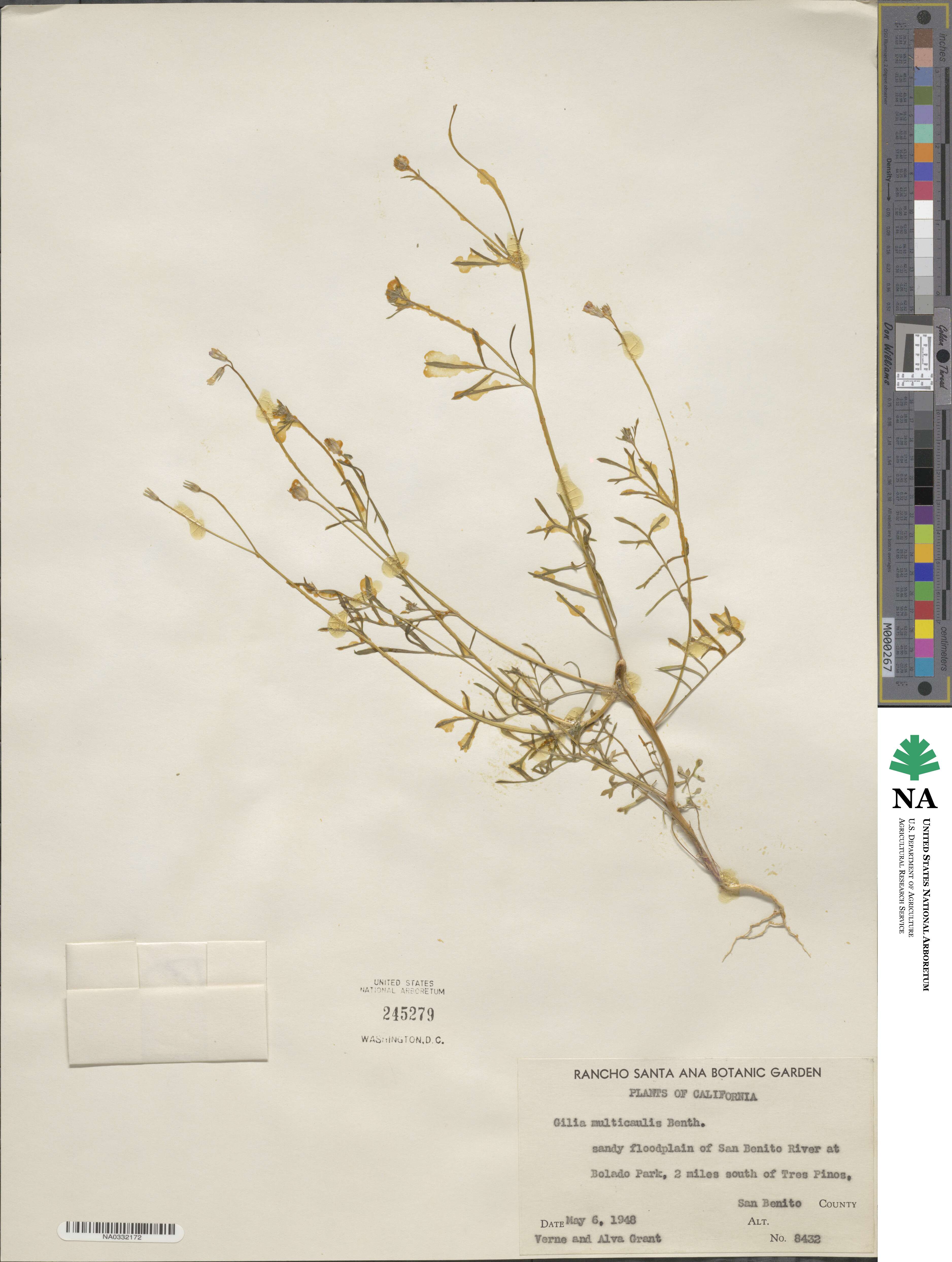 Gilia achilleifolia subsp. multicaulis image