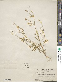 Gilia achilleifolia image