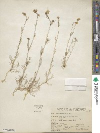 Gilia achilleifolia image