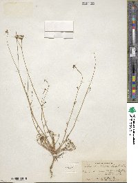 Gilia achilleifolia subsp. multicaulis image