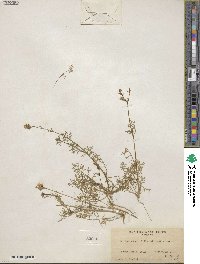 Gilia achilleifolia subsp. multicaulis image