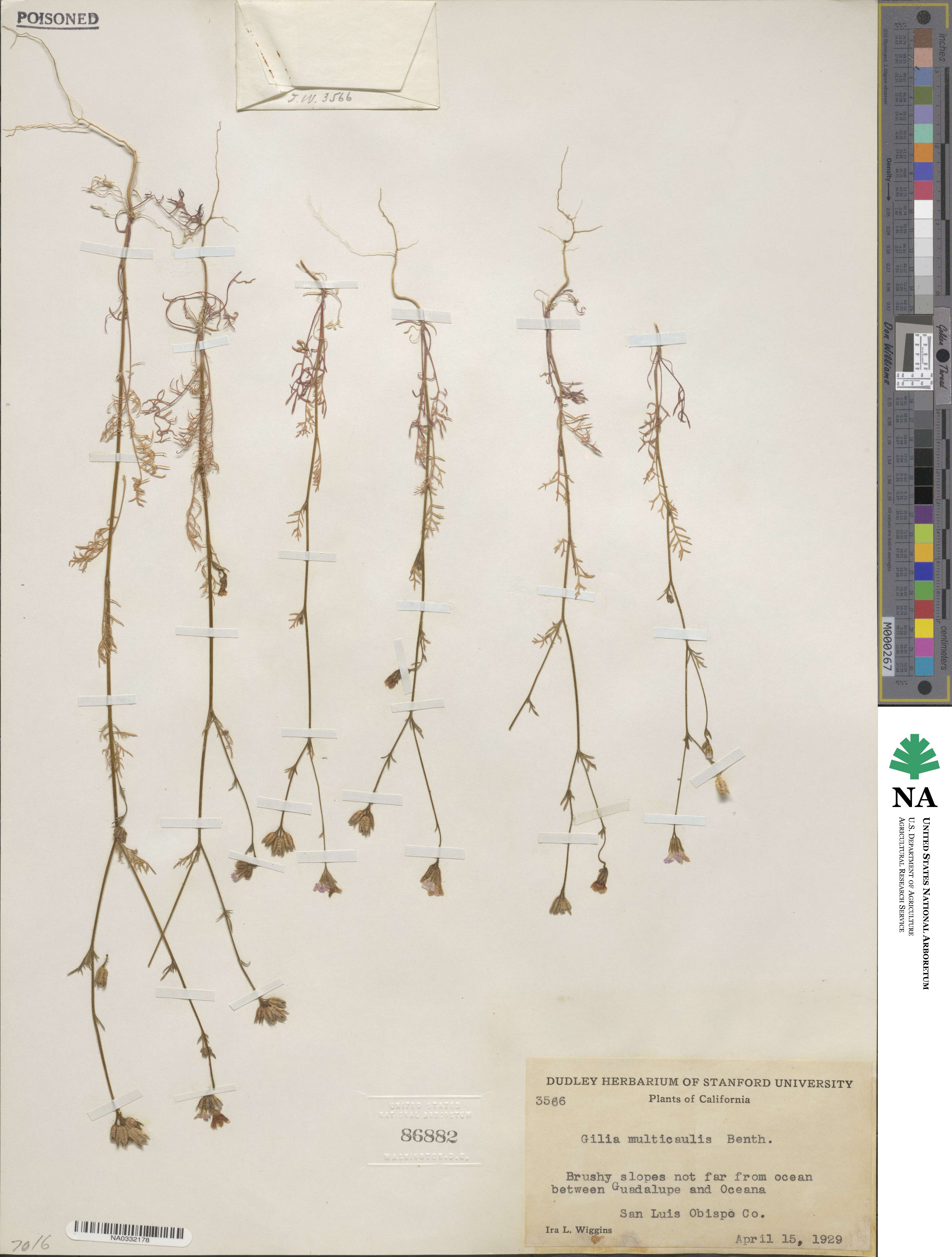 Gilia achilleifolia subsp. multicaulis image