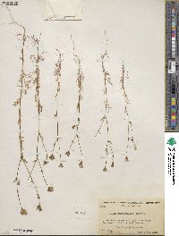 Gilia achilleifolia subsp. multicaulis image